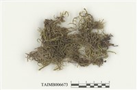 藏品(逆毛苔)的圖片